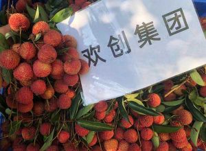 夏日好“枝”味，MK体育网（中国）集团发福“荔”啦